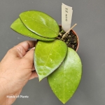 Hoya sp Malang liście.jpg
