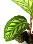 Calathea Flamestar