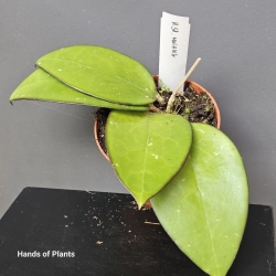 Hoya sp. Malang