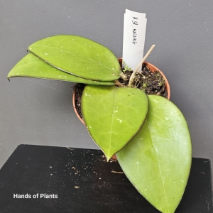 Hoya callistophylla Black Cat 
