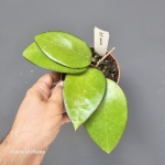 Hoya sp Malang w doniczce.jpg
