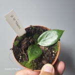 hoya sp ternate liście.jpg