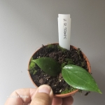hoya sp ternate oferowana roślina zbliżenie.jpg