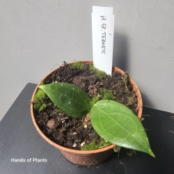 Hoya sp. Ternate