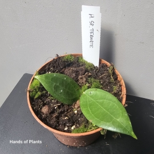 Hoya callistophylla Black Cat (1) (1) (1) (1) (1) (1) (1)