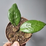 Hoya verticillata Lampung liście.jpg