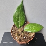 Hoya verticillata Lampung