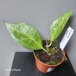 Hoya wayang splash oferowana roślina.jpg