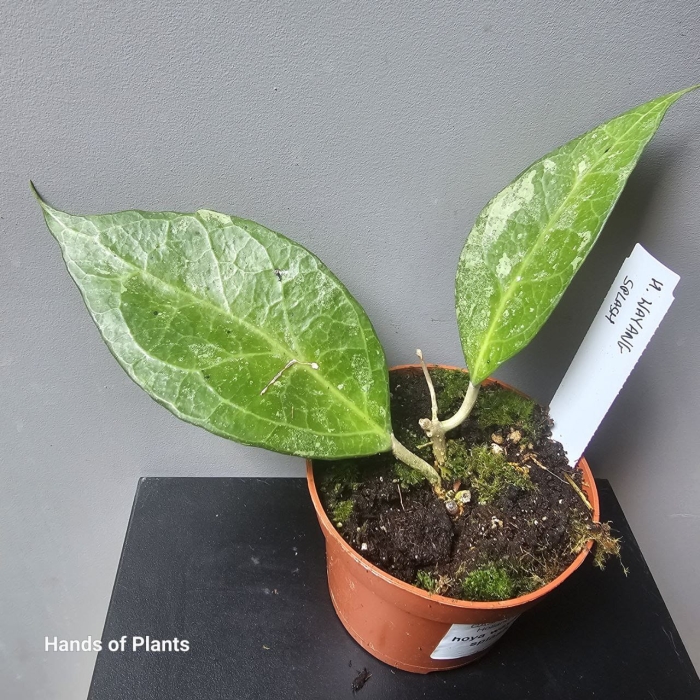 Hoya wayang splash oferowana roślina.jpg