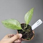 Hoya wayang splash w doniczce.jpg
