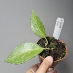 Hoya wayang splash zbliżenie.jpg