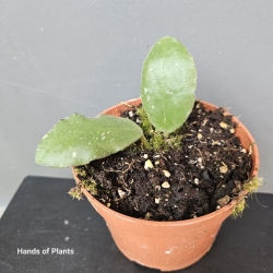 Hoya waymaniae