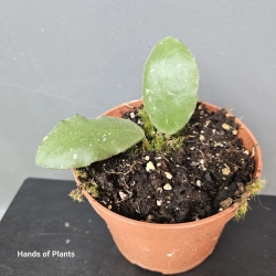 Hoya waymaniae