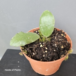 Hoya callistophylla Black Cat (1) (1) (1) (1) (1) (1) (1) (1) (1) (1)