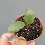 hoya waymaniae zbliżenie na liście.jpg