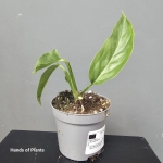Monstera praetermissa jedna z oferowanych sadzonek 2.jpg