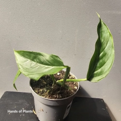 Monstera praetermissa