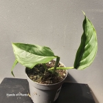 Monstera praetermissa ukorzeniona sadzonka