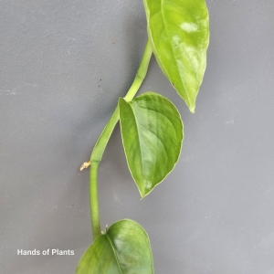 Monstera Frozen Freckles S (1) (1) (1)