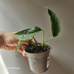 Monstera praetermissa zbliżenie na ukorzenioną roślinę