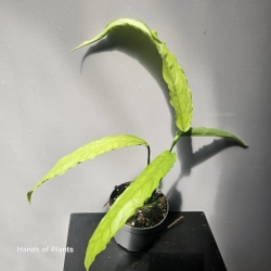 Monstera Tiwintza Narrow