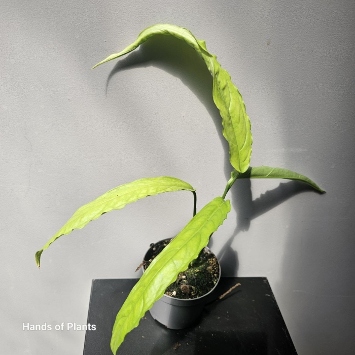 Monstera Tiwintza Narrow większa roślina