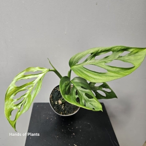 Monstera Cenepa