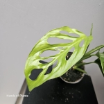 Monstera Cenepa liść.jpg