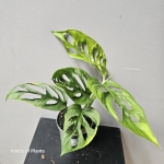 Monstera Cenepa w doniczce.jpg
