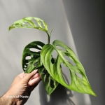 Monstera Cenepa zbliżenie na liść.jpg