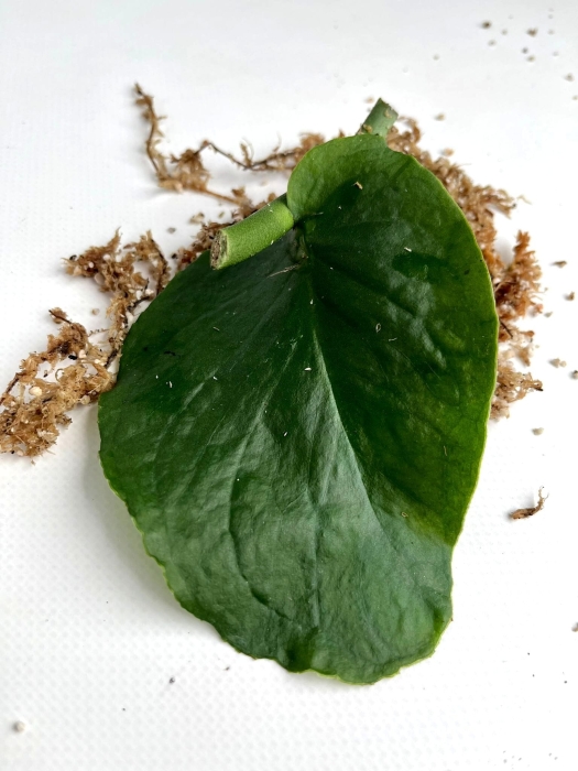 Monstera tuberculata cięty węzeł.jpg
