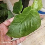 Monstera tuberculata zbliżenie.png