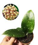 Hoya sp. Aceh