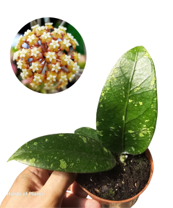 Hoya callistophylla Black Cat (1) (1) (1) (1) (1)