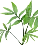 Monstera subpinnata