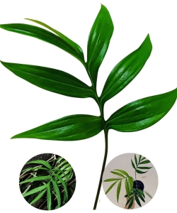 Monstera subpinnata - cięty węzeł