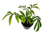 Monstera subpinnata - matecznik