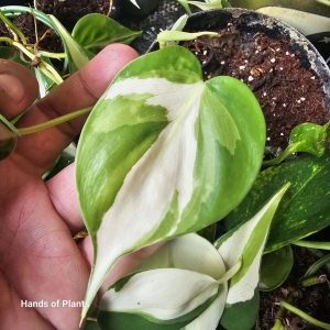 Philodendron Rio / Silver Splash - cięty węzeł
