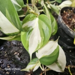 Philodendron Rio liść.jpg