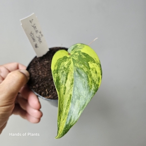 Scindapsus Jade Satin Yellow Variegata