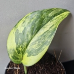 Scindapsus Jade Satin Yellow Variegata liść.jpg