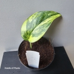 Sadzonka Scindapsus Jade Satin w doniczce