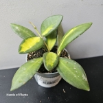 Hoya burtoniae variegata – liście z kremową wariegacją.jpg