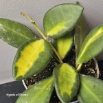 Roślina kolekcjonerska Hoya burtoniae variegata.jpg