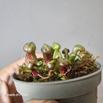 Roślina owadożerna Darlingtonia californica