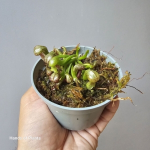 Darlingtonia californica