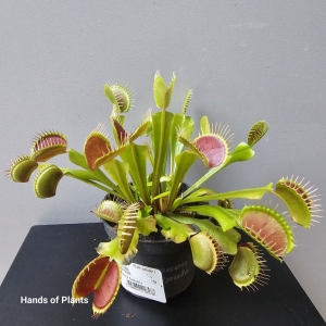 Dionaea muscipula / Muchołówka Dutch / Long petiole