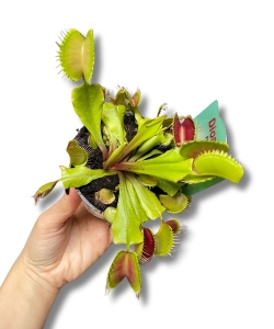 Dionaea muscipula / Muchołówka amerykańska