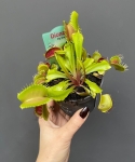 Sadzonka Dionaea muscipula w doniczce
