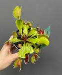 Dionaea muscipula – klasyczna forma